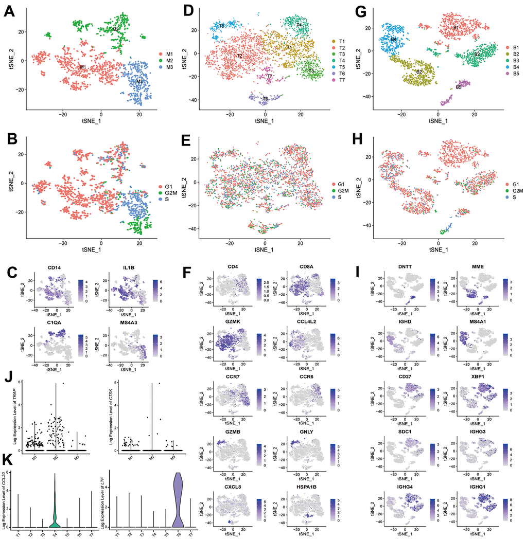 scRNA-seq analysis reveals different cell subtypes in monocytes, T cells and B cells. (A) t-SNE plot shows the color-coded clustering for monocytes. Monocytes: M1-M3. (B) t-SNE plot shows the cell cycle status of monocytes. (C) Monocyte subtypes signature genes, embedded on t-SNE dimension reduction map, and colored by gene expression levels. (D) t-SNE plot shows the color-coded clustering for T cells. T cells: T1-T7. (E) t-SNE plot shows the cell cycle status of T cells. (F) T cell subtypes signature genes, embedded on t-SNE dimension reduction map, and colored by gene expression levels. (G) t-SNE plot shows the color-coded clustering for B cells. B cells: B1-B5. (H) t-SNE plot shows the cell cycle status of B cells. (I) B cell subtypes signature genes, embedded on t-SNE dimension reduction map, and colored by gene expression levels. (J) The expression level of TRAP (left) and CTSK (right) in monocytes subtypes. (K) The expression level of CCL20 (left) and LTF (right) in T cells subtypes.