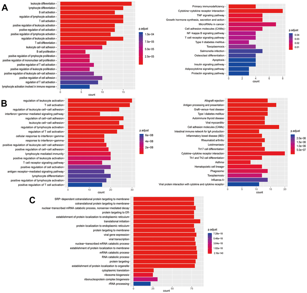 Enrichment analysis of subtypes in T cells (T1-T3). (A) GO (left) and KEGG (right) enrichment analysis of DEGs in T1. (B) GO (left) and KEGG (right) enrichment analysis of DEGs in T2. (C) GO enrichment analysis of DEGs in T3.