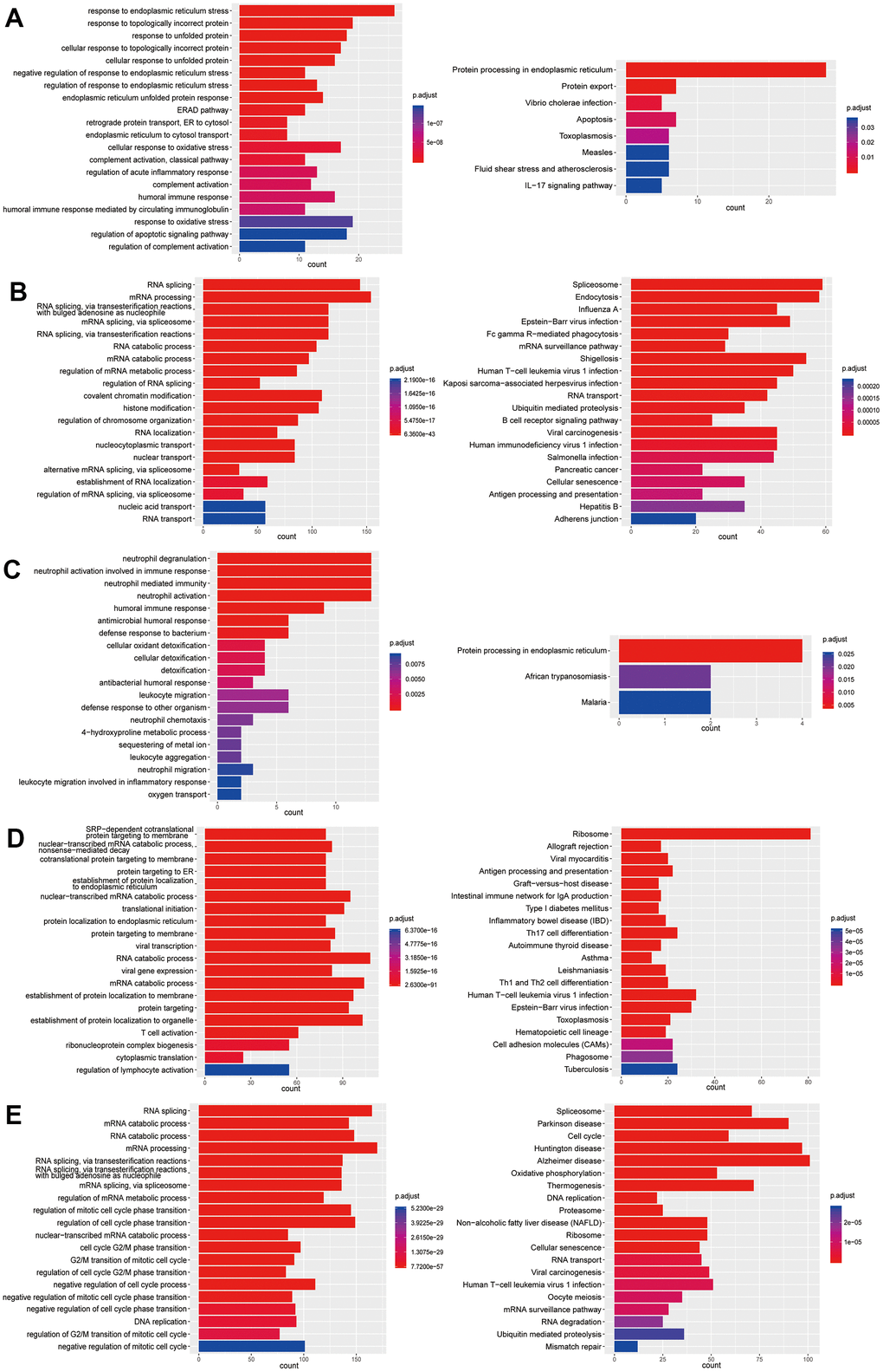 Enrichment analysis of subtypes in B cells (B1-B5). (A) GO (left) and KEGG (right) enrichment analysis of DEGs in B1. (B) GO (left) and KEGG (right) enrichment analysis of DEGs in B2. (C) GO (left) and KEGG (right) enrichment analysis of DEGs in B3. (D) GO (left) and KEGG (right) enrichment analysis of DEGs in B4. (E) GO (left) and KEGG (right) enrichment analysis of DEGs in B5.