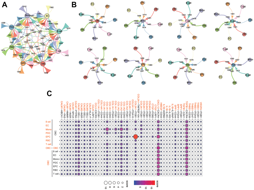 Extensive crosstalk networks in human femoral head tissue cells. (A) Capacity for inter-cellular communication between osteoblastic lineage cells and other cells in human femoral head. The map quantifies the potential communication, but does not consider the anatomical location or boundaries of the cell type. The color of each line indicates the ligands expressed by the same color cell type. The lines connect to the cell clusters types that express the cognate receptors. The thickness of line is proportional to the number of ligands. The loop indicates autocrine circuits. The number indicates the quantity of ligand-receptor pairs in each inter-cellular link. (B) Detailed view of the ligands and cognate receptors between each cell type. (C) Overview of selected ligand-receptor interactions of osteoblastic lineage cells. Interaction score is indicated by circle size and color. Mono: monocyte; EC: endothelial cell; OBC: osteoblastic lineage cell; EPC: endothelial progenitor cell; RBC: red blood cell; PDC: plasmacytoid dendritic cell.