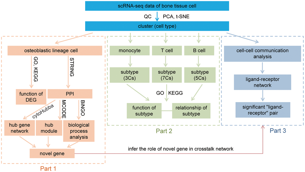 Workflow of this study. After QC, dimension reduction, and clustering of the data, we identify nine cell types in our data. The downstream analysis was divided into three parts. Part 1, analysis of osteoblastic lineage cells, functional analyses of osteoblastic lineage cells and identify novel bone metabolism-related gene. Part 2, revealing distinct subtypes in monocytes, T cells and B cells, and discussion their relationship with bone metabolism. Part 3, constructing the communication networks of human femoral head tissue cells, and inferring the role of novel metabolism-related gene in crosstalk network. QC: quality control; PCA: principal-component analysis; t-SNE: t-Distributed Stochastic Neighbor Embedding; GO: gene ontology enrichment analysis; KEGG: Kyoto Encyclopedia of Genes and Genomes enrichment analysis; DEG: differentially expressed gene; PPI: protein-protein interaction; MCODE: Molecular Complex Detection; Cs: clusters.