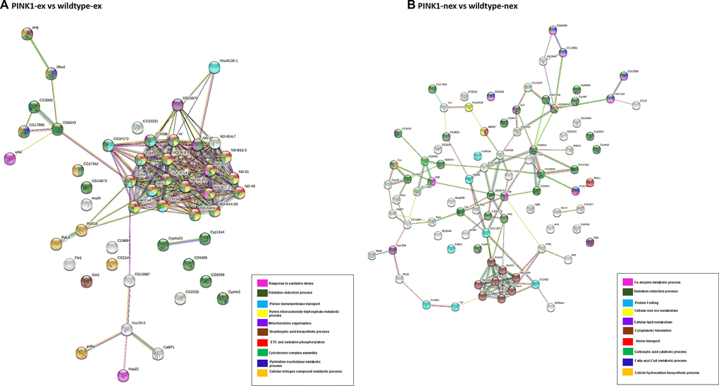 Network analysis of differentially expressed proteins. (A) Pink1- exercised vs wild type exercised; (B) Pink1- non-exercised vs wild type non-exercised. Networks analysed using STRINGdb. The nodes are coloured according to the processes (legend) that the proteins are involved in by using GO Terms for Biological Processes. The edge shows type of interactions, experimentally determined interactions are pink and those obtained from databases are sky blue. Predicted interactions such as gene neighbourhood are blue, green and red for gene co-occurrence, gene neighbourhood and gene fusions. Co-expression interactions are shown in black, text-mining interactions are shown in light green and protein homology edges are purple.