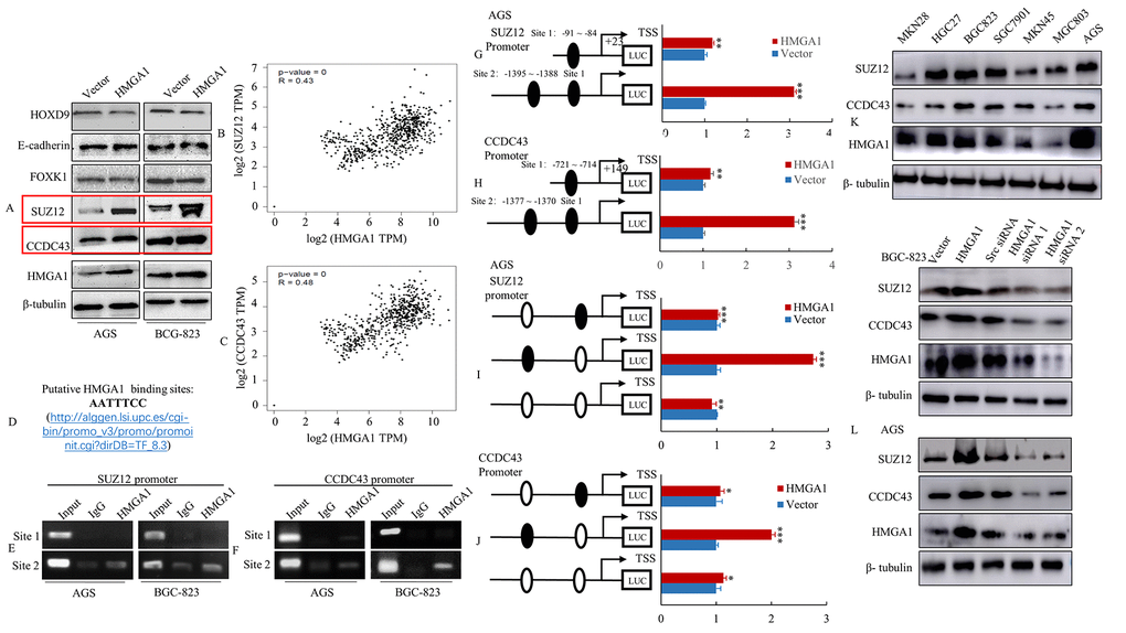 HMGA1 directly binds to the SUZ12 or CCDC43 promoter and up-regulated the SUZ12 or CCDC43 promoter activity. (A) The vector and HMGA1 plasmid were transfected into AGS and BGC-823 cells. The HOXD9, E-cadherin, FOXK1, SUZ12, CCDC43 and HMGA1 expression levels were detected in AGS and BGC-823 cell lines by western blot assay. (B, C) The relationship between HMGA1 and SUZ12 or CCDC43 levels was analyzed by GEPIA bioinformatics tool. (D) List of consensus HMGA1 sequence. (E, F) Binding of HMGA1 to the SUZ12 or CCDC43 promoter in vivo. ChIP assays were done with AGS and BGC-823 cells treated with anti-HMGA1 or IgG. (G, H) HMGA1 transactivates SUZ12 or CCDC43 promoter activities in AGS cells. The SUZ12 or CCDC43 promoter construct was cotransfected with HMGA1 or vector, and the relative luciferase activity was determined. **, P I, J) Selective mutation analyses identified HMGA1-responsive regions in the SUZ12 or CCDC43 promoter. Mutated SUZ12 or CCDC43 promoter constructs were cotransfected with HMGA1 and relative luciferase activities were determined. *, P > 0.05; **, P K) Western blot assay were used to detect the expression of SUZ12, CCDC43 and HMGA1. (L) The protein levels of SUZ12 and CCDC43 in AGS and BGC-823 cells with three treatments [Scrambled (Scr) siRNA, HMGA1 siRNA 1 and HMGA1 siRNA 2] determined by western blot analysis.