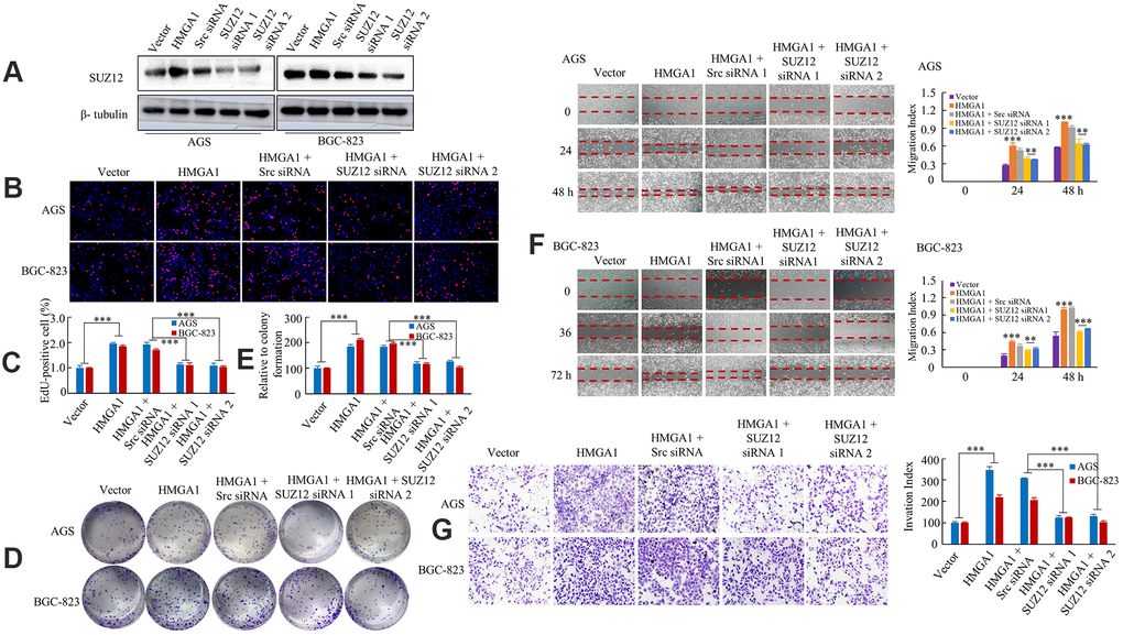 HMGA1 -SUZ12 axis promote development and progression. (A) Western blot analysis of SUZ12 expression in AGS and BGC-823 cell lines. (B, C) The AGS and BGC-823 cells, cultured for 48 hours following transfection with vector, HMGA1, HMGA1 + Src siRNA, HMGA1 + SUZ12-siRNA 1 or HMGA1 + SUZ12-siRNA 2, were subjected to the EdU incorporation assay. ***, P D, E) The colony-forming cell assay was performed of GC cells. ***, P F) The monolayers of AGS and BGC-823 cells were scratched wounded in a one-direction pattern. **, P G) Transwell assays were employed to determine the invasion ability of control and transfected GC cells. ***, P B).