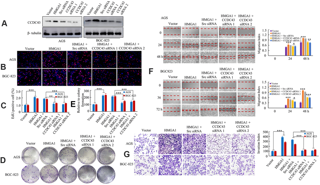 HMGA1 -CCDC43 axis promote development and progression. (A) Western blot analysis of CCDC43 expression in AGS and BGC-823 cell lines. (B, C) DNA synthesis of AGS or BGC-823 cells were measured by EdU incorporation assay after the indicated transfection. **, P D, E) The growth of GC cells were examined with colony forming assay. ***, P F) The GC cell migration assays were performed. *, P > 0.05; **, P G) Transwell assays were performed to determine the invasion capacity of control and transfected GC cells. ***, P B).