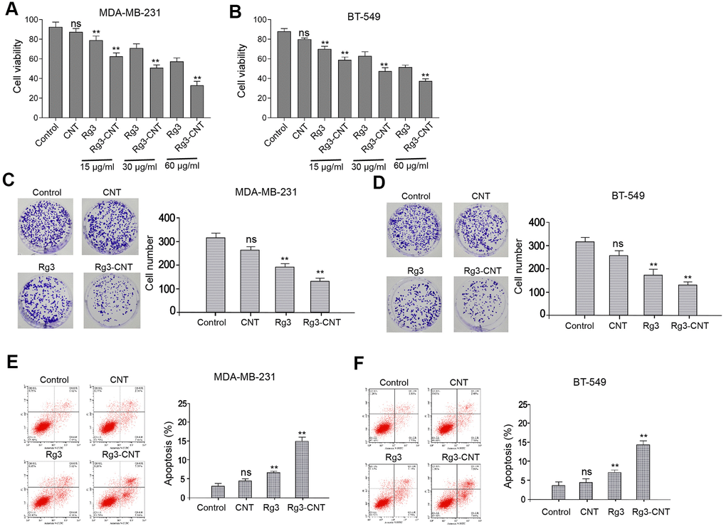 Rg3-CNT inhibits proliferation and induces apoptosis of TNBC cells. (A–F) The MDA-MB-231 and BT-549 cells were treated with CNT, Rg3, or Rg3-CNT. (A, B) The cell viability was measured by the MTT assays in the cells. (C, D) The cell proliferation was analyzed by the colony formation assays in the cells. (E, F) The cell apoptosis was assessed by flow cytometry analysis in the cells. Data are presented as mean ± SD. Statistic significant differences were indicated: ns no significance, ** P 