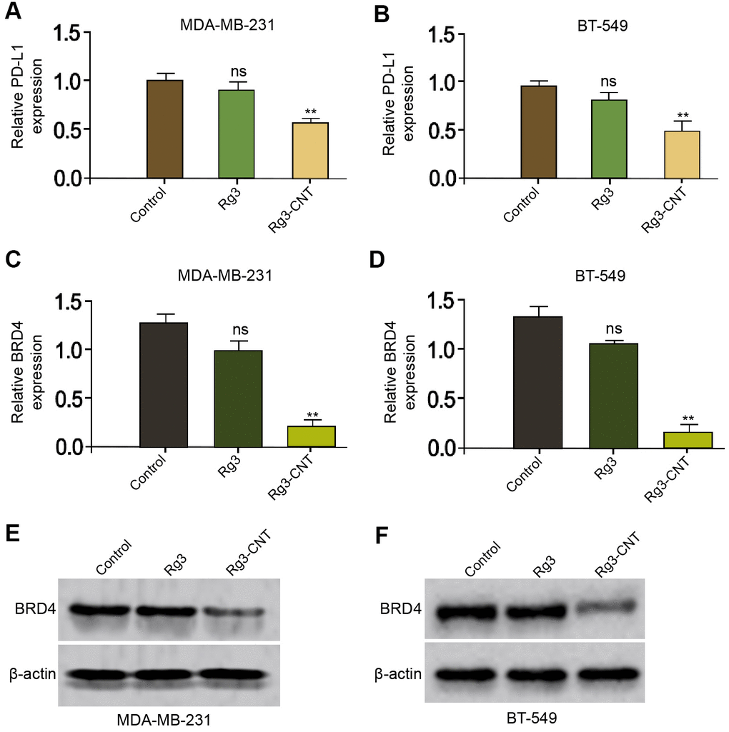Rg3-CNT decreases PD-L1 expression in TNBC cells. (A–E) The MDA-MB-231 and BT-549 cells were treated with Rg3 (60 μg/ml) or Rg3-CNT (60 μg/ml). (A, B) The expression of PD-L1 was analyzed by fluorescence-activated cell sorting (FACS) in the cells. (C, D) The mRNA expression of BRD4 was measured by qPCR in the cells. (E, F) The protein expression of BRD4 was tested by Western blot analysis in the cells. Data are presented as mean ± SD. Statistic significant differences were indicated: ns no significance, ** P 
