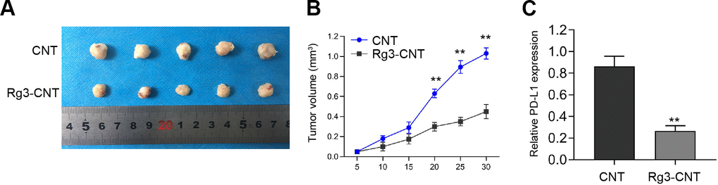 Rg3-CNT suppresses the cell growth of TNBC in vivo. (A–C) The nude mice (n = 5) were injected with the MDA-MB-231 cells treated with Rg3-CNT or CNT. (A, B) Representative images and tumor volume were shown. (C) The expression of PD-L1 was detected by qPCR assays in the tumor tissues. ** P 