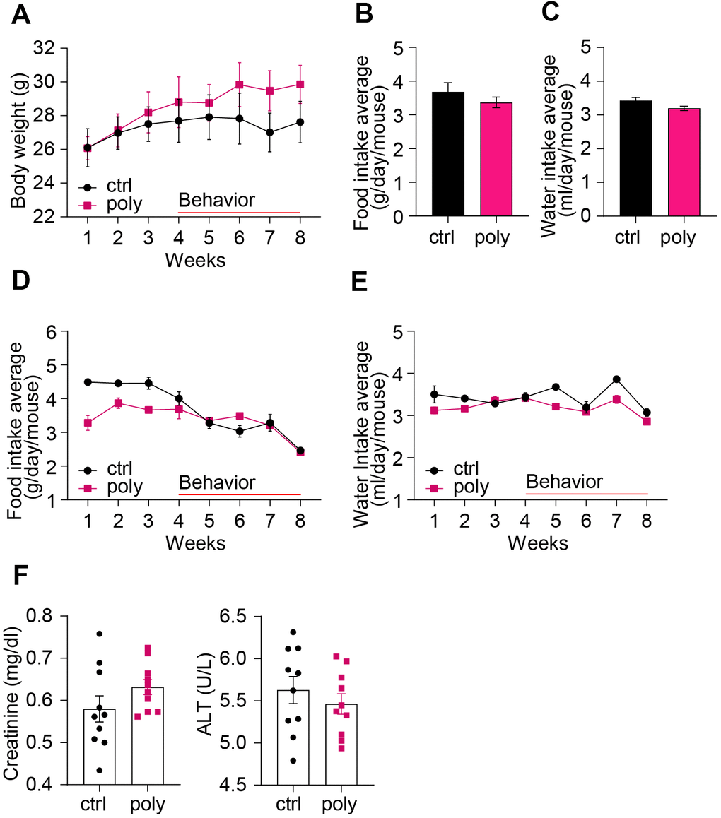 Basic health parameters in control and polypharmacy treated mice: body weight, food and water intake, and serum proteins. (A) The curves show mouse body weight measured weekly during the two months of control or polypharmacy diet. (B, C) The histograms represent the total average of food and water intake over the whole study period. (D, E) The curves show the weekly average of food and water intake monitored during the eight weeks of treatment. (F) Dot histograms express serum creatinine and ALT levels. Ctrl= control, Poly= polypharmacy, n= 10 animals per group. All data are presented as mean ± SEM.