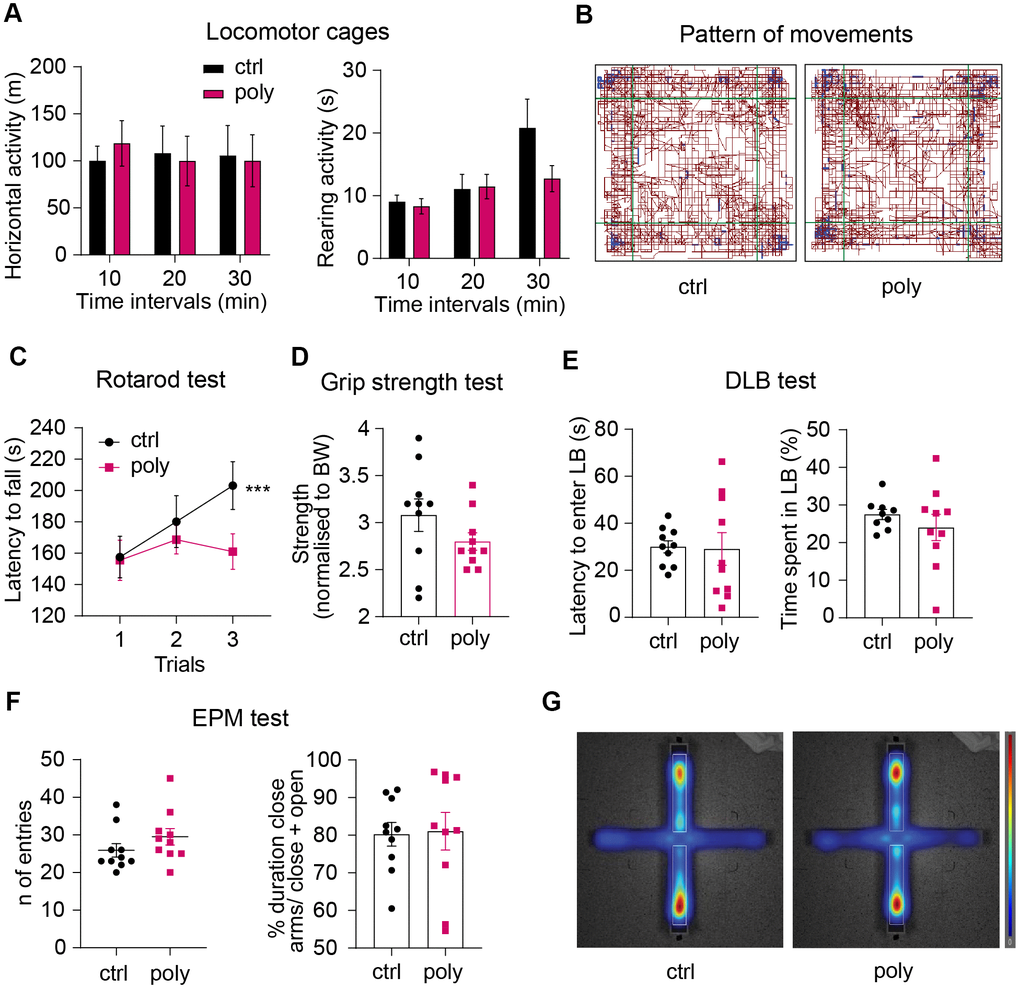 Effect of polypharmacy regimen on locomotion, coordination and strength, and evaluation of anxiety-like behavior. (A) Locomotor and explorative activity: histograms express horizontal and vertical activity (rearing) assessed in OF cages and analyzed per time intervals over a total duration of 30 minutes. (B) Representative map of the pattern of movements in a control and polypharmacy mouse during the 30-min trial in OF cages. (C) average of latency to fall measured over the 3-trial session of Rotarod test. Interaction between time and treatment groups were analyzed with two-way ANOVA repeated measurements; ***p≤0.001, trial 1 vs trial 3 in control group. (D) Dot histograms show the forelimb strength average measured by Grip Strength test in control and polypharmacy animals. (E) DLB test: dot plots express first latency to enter the LB and time spent by the mice moving in that area. (F) EPM test: number of entries and duration % of time spent in closed arms over the 5 min/trial. (G) Representative heatmaps of the EPM, where red zones display the area that the mice explored the most (average of control and polypharmacy group maps). Ctrl= control, Poly= polypharmacy, n= 10 animals per group. All data are presented as mean ± SEM.