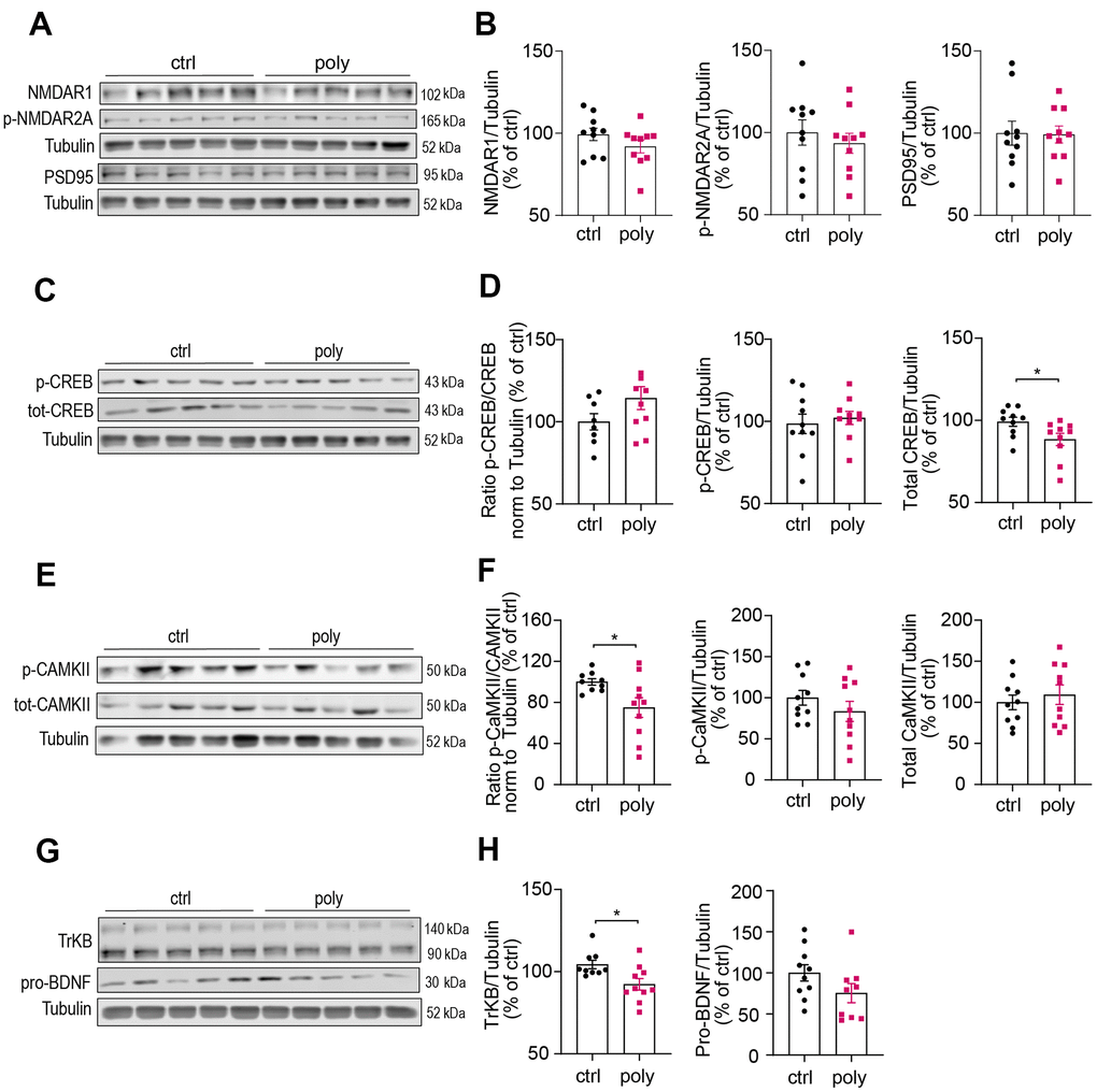 Immunoblotting analysis of hippocampal protein levels in control and polypharmacy fed mice. Hippocampal tissue lysates of control and polypharmacy mice were analyzed by western blotting experiments. Representative immunoblots and quantification of: NMDAR1, phospho-NMDAR2A and PSD95 proteins (A, B), phospho- and total-CREB, and ratio (C, D), phospho- and total-CAMKII, and ratio (E, F), TrkB and pro-BDNF proteins (G, H). *pD, H) or t-Student test (F). Total protein levels were normalized with respect to α tubulin. Ctrl= control, Poly= polypharmacy, n= 10 animals per group. All data are presented as mean ± SEM.