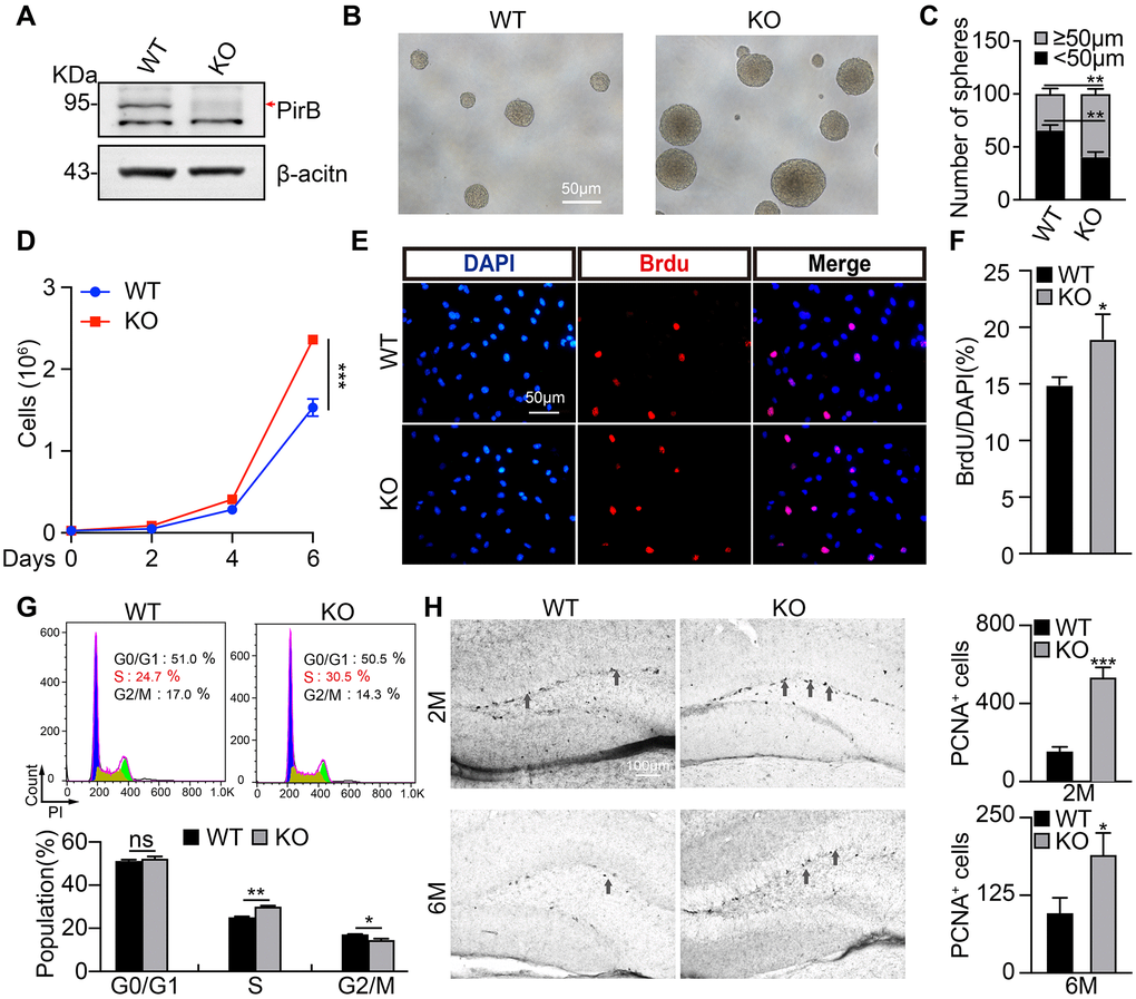 PirB knockout promotes NSC stemness maintenance. (A) PirB knockout (KO) was verified by western blot. Arrow: PirB molecular weight. (B–C) Neurospheres from wild-type and PirB-depleted animals indicate that PirB-deficient progenitors show an increased self-renewal capacity. (D) PirB depletion promoted cell proliferation. (E–F) PirB deficiency increased DNA synthesis in NSCs as shown by BrdU incorporation. Scale bar: 50 μm. (G) PirB knockout promoted cell cycle transition in NSCs, as measured by propidium iodide staining and flow cytometry. (H) 3,3’-diaminobenzidine (DAB) staining for PCNA shows the hippocampal dentate gyrus cell proliferation in 2- and 6-month-old mice, respectively. n ≥ 3. Means ± SEM, *P **P ***P t-test.