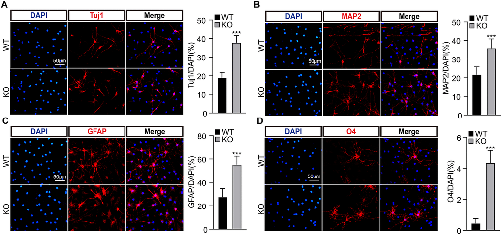 PirB knockout promotes NSC differentiation ability. (A–B) PirB knockout promotes the differentiation of NSCs into neurons. Tuj1 and MAP2 marks immature postmitotic neurons and mature neurons, respectively. PirB knockout promotes the differentiation of NSCs into (C) astrocytes and (D) oligodendrocytes. Means ± SEM, *P **P ***P t-test.