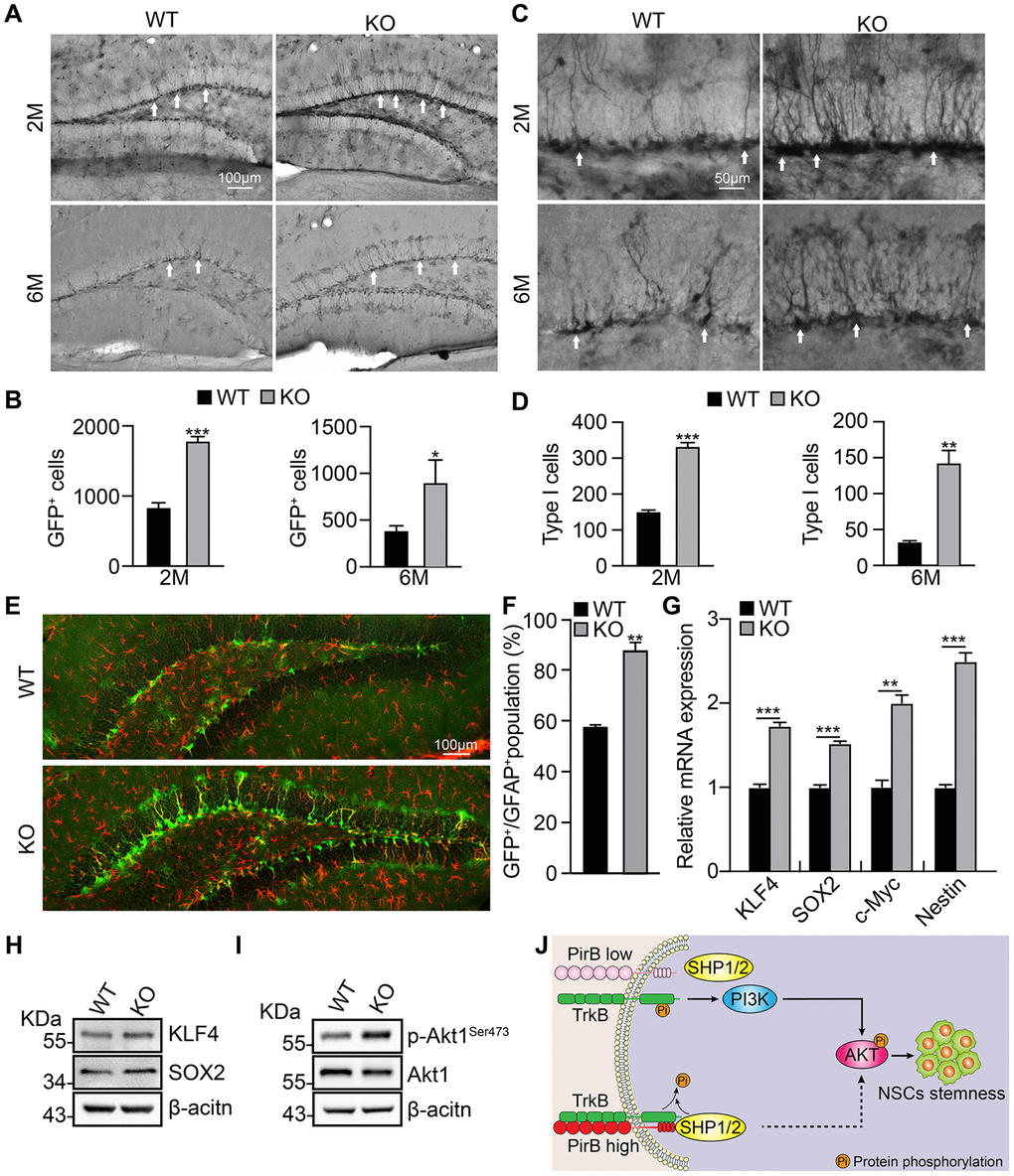 PirB depletion increases the NSC pool in vivo through Akt1 signaling. (A–B) Neural stem/progenitor cell (GFP-expressing cell) number quantified in the dentate gyrus of mice over time. n ≥ 3. (C–D) Type 1 cells (arrows) were increased in PirB-depleted mice compared with the wild-type control group; n ≥ 3. (E–F) PirB knockout increased Type 1 early progenitors in 2-month-old mice. (Green: GFP-positive; red: GFAP positive); n ≥ 3. (G) qRT-PCR relative mRNA expression of KLF4, SOX2, c-MYC, and Nestin. (H) Increases in stemness marker genes KLF4 and Sox2 were verified by western blot. (I) Akt1 phosphorylation was increased upon PirB depletion as shown by western blot. (J) Working model for PirB in NSCs. PirB deficiency promotes Akt1 phosphorylation through reducing recruitment and binding of Src homology 2-containing protein tyrosine phosphatase (SHP)-1 and SHP-2 to inactivate TrkB. This results in constitutive activation of the Akt1 signaling pathway and increased NSC self-renewal. Means ± SEM, *P **P ***P t-test.