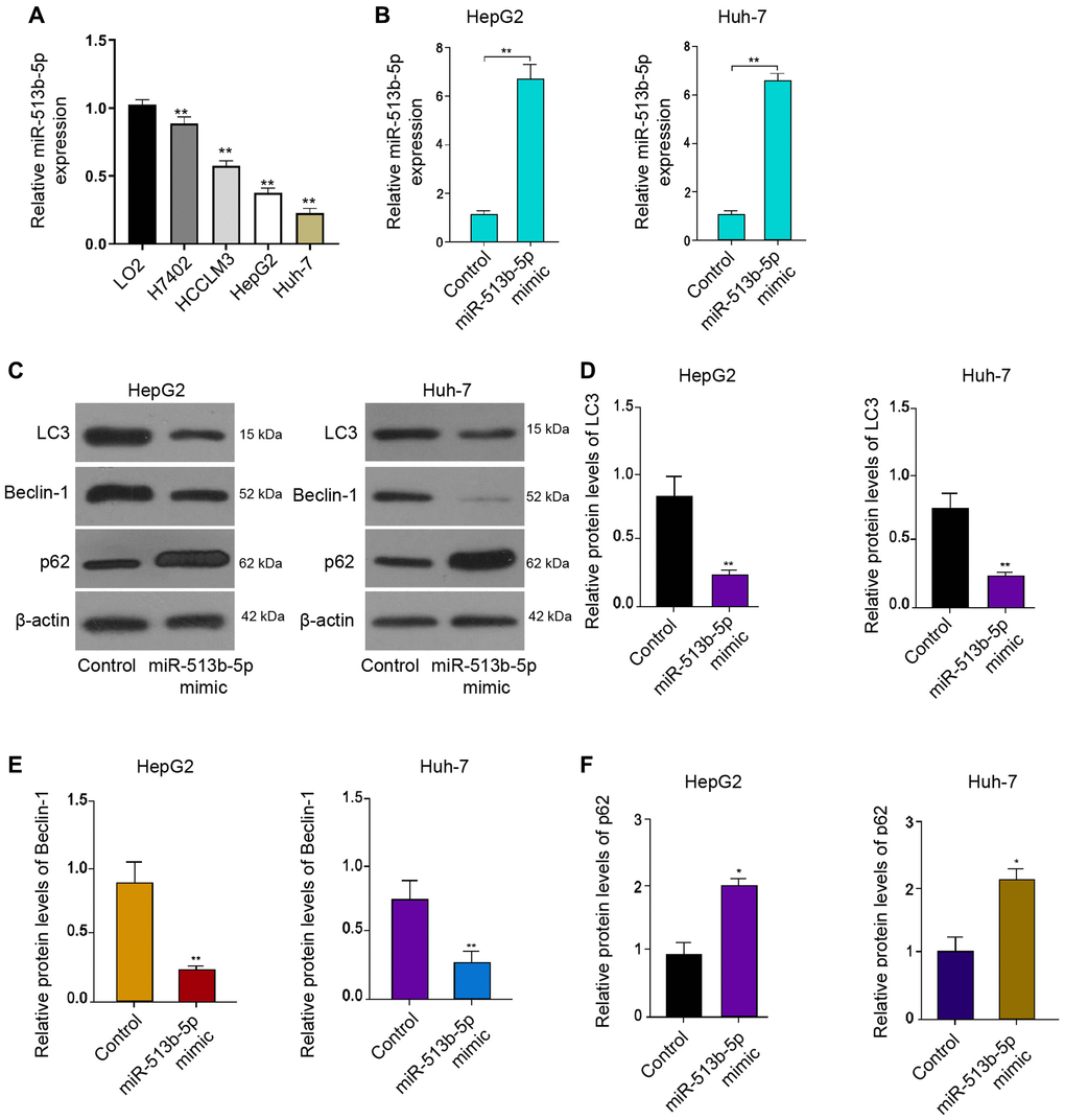 MiR-513b-5p inhibits autophagy in liver cancer cells. (A) The measurement of miR-513b-5p expression using qPCR. (B–F) The HepG2 and Huh-7 cells were treated with miR-513b-5p mimic. (B) The measurement of miR-513b-5p expression using qPCR. (C–F) The detection of LC3, beclin1, and p62 expression using Western blot analysis.