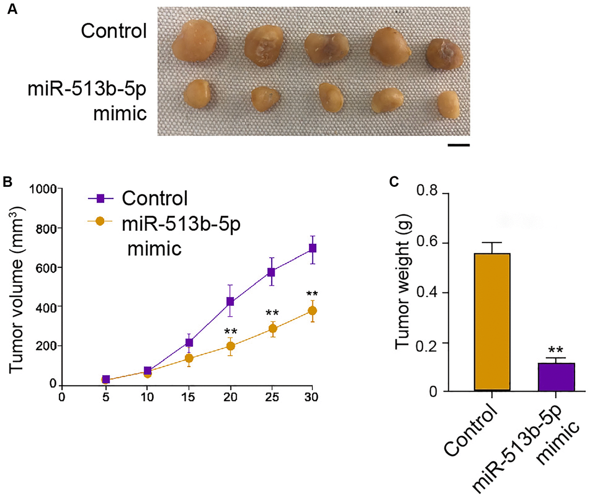 MiR-513b-5p reduces tumor growth of liver cancer cells in vivo. (A–C) The analysis of tumor growth of HepG2 cells treated with miR-513b-5p mimic using tumorigenicity assays in the nude mice. The tumor size (Scale bar = 10 mm), tumor weight, and tumor volume were shown.