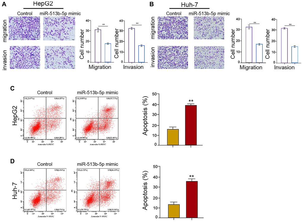 MiR-513b-5p suppresses migration/invasion and enhances apoptosis of liver cancer cells in vitro. (A–D) The HepG2 and Huh-7 cells were treated with miR-513b-5p mimic. (A and B) The analysis of cell migration/invasion using transwell assays. (C and D) The analysis of cell apoptosis using flow cytometry.