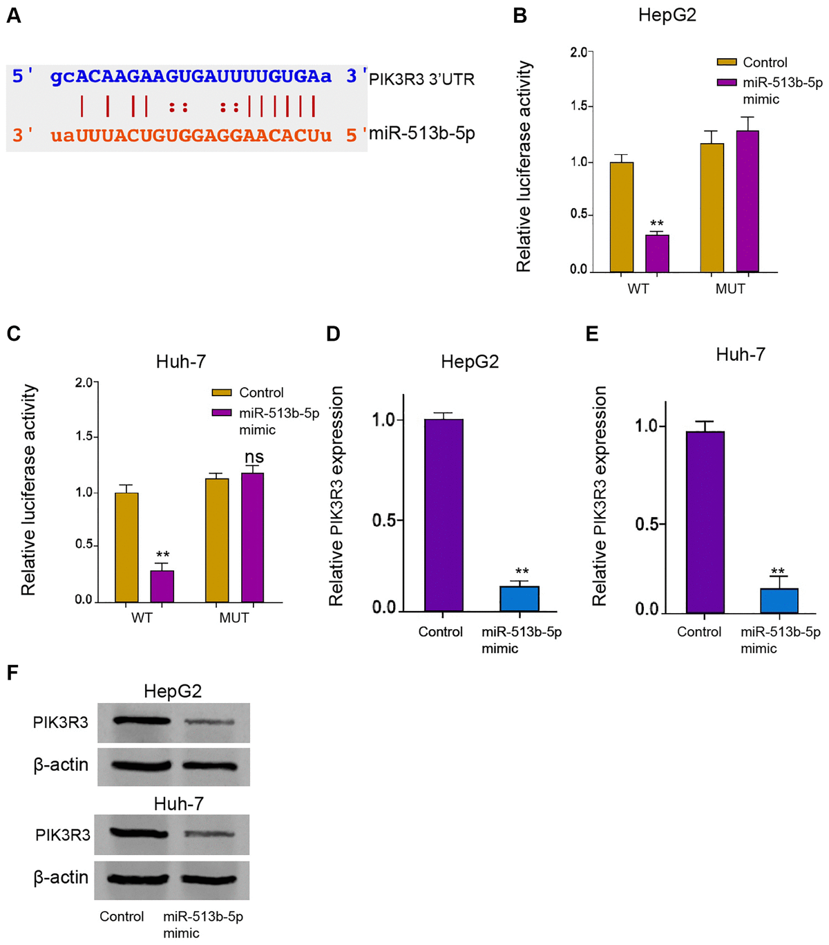 PIK3R3 is targeted by miR-513b-5p in liver cancer cells. (A) The interaction prediction analysis of miR-513b-5p with PIK3R3 mRNA 3′UTR using ENCORI online database. (B–E) The HepG2 and Huh-7 cells were treated with miR-513b-5p mimic. (B and C) The analysis of luciferase activities using luciferase reporter gene assays. (D and E) The analysis of PIK3R3 mRNA expression using qPCR. (F) The detection of PIK3R3 expression using Western blot analysis.