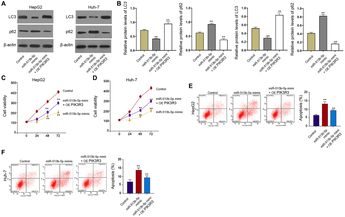 PIK3R3 is involved in miR-513b-5p-inhibited autophagy liver cancer cells. (A–F) The HepG2 and Huh-7 cells were treated with miR-513b-5p mimic and pcDNA3.1- PIK3R3. (A and B) The detection of LC3, beclin1, and p62 expression using Western blot analysis. (C and D) The analysis of cell proliferation using MTT assays. (E and F) The analysis of cell apoptosis using flow cytometry.