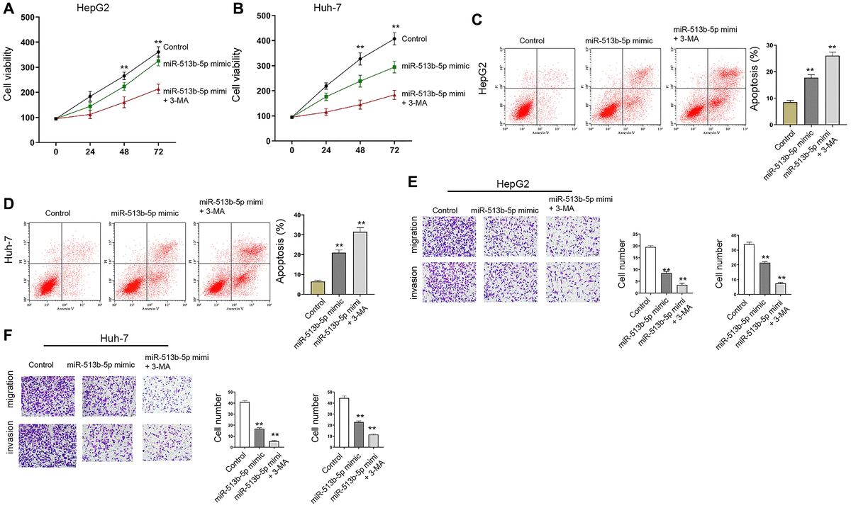 Autophagy inhibitor 3-MA reverses miR-513b-5p-mediated liver cancer progression in vitro. (A–F) The HepG2 and Huh-7 cells were treated with miR-513b-5p mimic and 3-MA (5mM). (A and B) The analysis of cell proliferation using MTT assays. (C and D) The analysis of cell apoptosis using flow cytometry. (E and F) The analysis of cell migration/invasion using transwell assays.