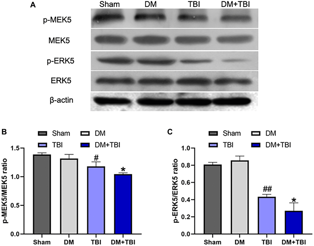 Hyperglycemia inhibited MEK5 phosphorylation and MEK5/ERK5 pathway activation. (A) Western blot analysis of MEK5/ERK5 protein phosphorylation in the hippocampus 48 h after TBI or sham surgery. Bar graphs illustrate densitometric analyses of (B) p-MEK5/MEK5 and (C) p-ERK5/ERK5. All data are presented as the mean ± standard error (n = 5 per group). Statistical significance was determined using one-way ANOVA followed by post-hoc Bonferroni correction. #P ##P *P **P 