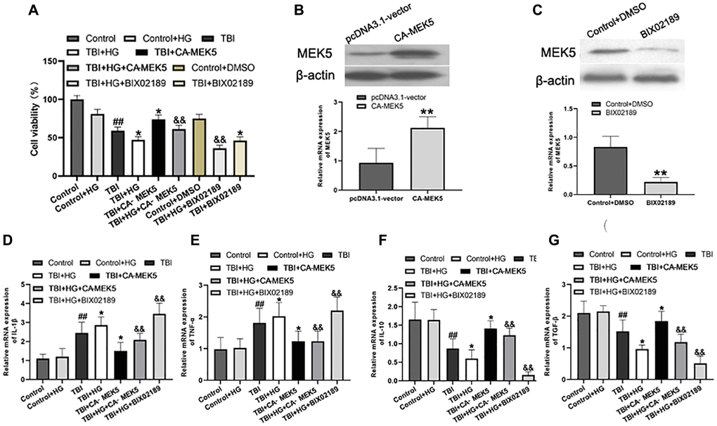 HG reduced cell viability and aggravated neuroinflammation by inhibiting the MEK5/ERK5 pathway. (A) Cellular viability was detected using a CCK-8 assay. The transfection efficiency was confirmed using (B) Western blot analysis and (C) qRT-PCR. **P D) IL-1β, (E) TNF-α, (F) IL-10 and (G) TGF-β. β-actin was used as the qRT-PCR control. Data are presented as the mean ± standard deviation (n = 5 per group). Statistical significance was determined using one-way ANOVA followed by post-hoc Bonferroni correction. #P ##P *P **P &P &&P 