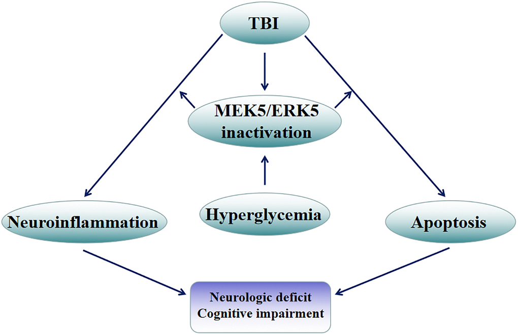 Mechanistic diagram. HG exacerbated hippocampal injury following TBI, largely by disrupting the balance between pro- and anti-inflammatory factors and inducing apoptosis in hippocampal neurons. The MEK5/ERK5 pathway was found to participate in both of these processes.