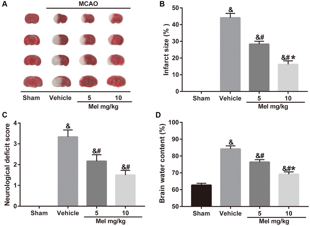 Effects of melatonin on cerebral infarct volume, neurological function, and brain water content in diabetic mice with CIR injury. (A) TTC staining of brain sections taken from diabetic mice with CIR injury. (B, C, D) Effects of melatonin at different concentrations on the infarct volume, neurological score, and brain water content in diabetic mice with CIR injury. Data were presented as the mean ± SEM (n = 6). &p #p *p 