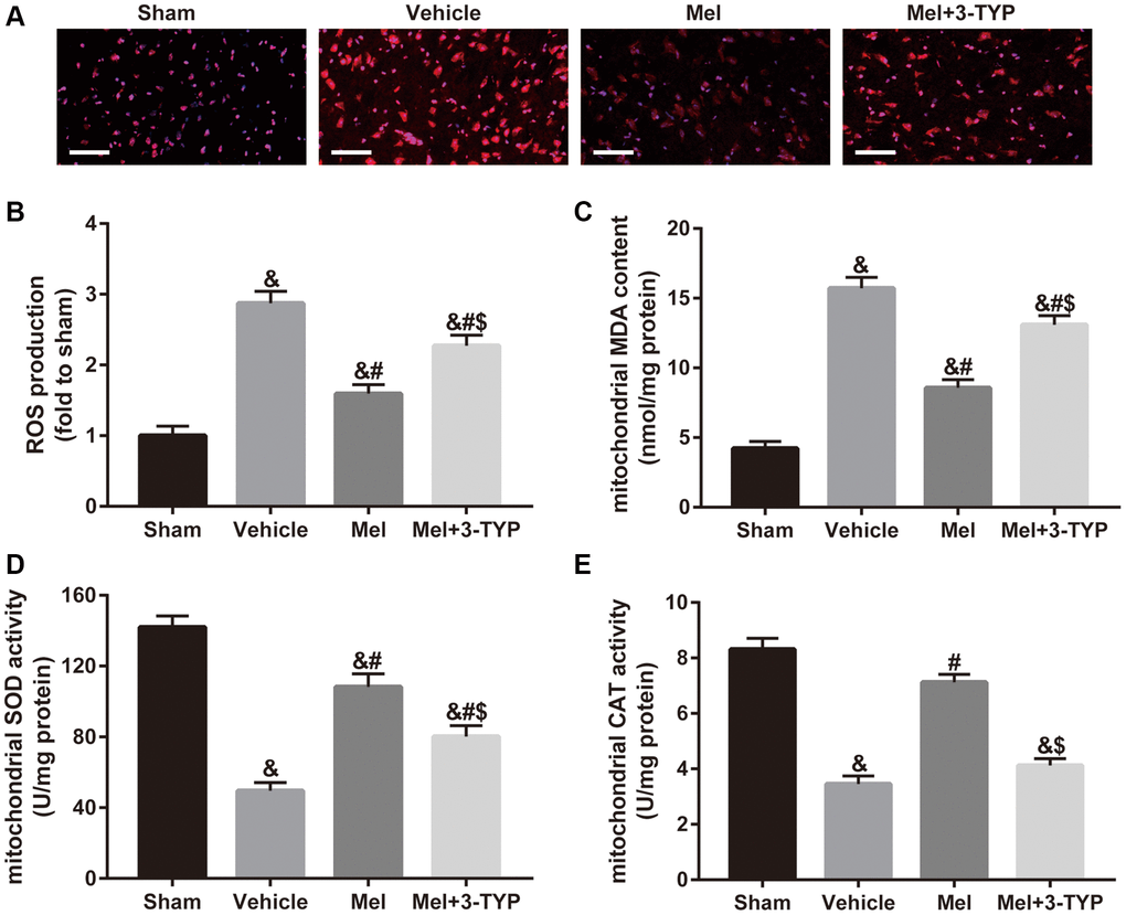 Effects of melatonin on mitochondrial oxidative stress in diabetic mice with CIR injury. (A) Changes in the production of reactive oxygen species (ROS) were revealed by DHE staining (×400). Scale bar = 50 μm. (B) Quantification of ROS production in the brain. (C–E) Quantitative analysis of levels of mitochondrial malondialdehyde (MDA), superoxide dismutase (SOD), and catalase (CAT) were quantified by using commercial kits. Data were presented as the mean ± SEM (n = 6). &p #p $p 