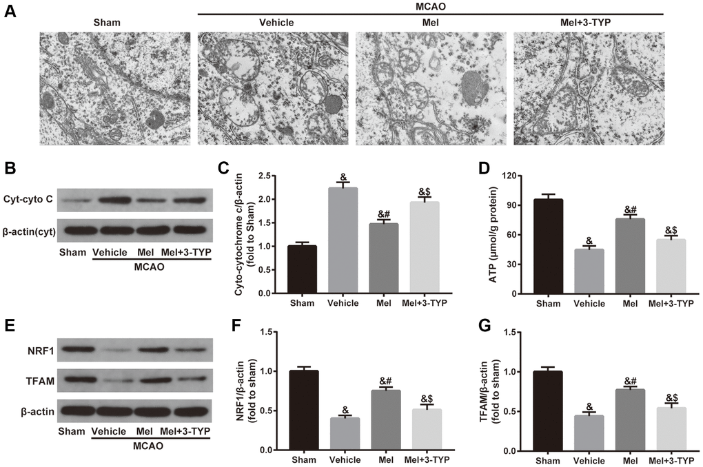 Effects of melatonin on mitochondrial defects in diabetic mice with CIR injury. (A) Representative images of the ultrastructural changes of mitochondria under electron microscopy (×1.2k). (B) Representative images for Cytoplasmic cytochrome C (Cyt-cyto C) expression detected by Western blot. (C) Quantitative analysis of the Cyt-cyto C protein levels. (D) Quantitative analysis of mitochondrial ATP content. (E) Representative images for NRF1 and TFAM expression detected by Western blot. (F, G) Quantitative analysis of the NRF1 and TFAM levels. Data were presented as the mean ± SEM (n = 6). &p #p $p 