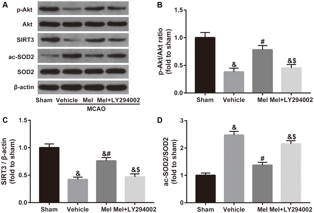Effects of Akt signaling on the SIRT3/SOD2 pathway in the neuroprotective effects of melatonin in diabetic mice with CIR injury. (A) Representative images for Akt phosphorylation, SIRT3 expression, and SOD2 acetylation detected by Western blot. (B–D) Quantitative analysis of the ratio of p-Akt/Akt, expression of SIRT3 and the ratio of ac-SOD2/SOD2 in ischemic cortical tissue. Data were presented as the mean ± SEM (n = 6). &p #p $p 