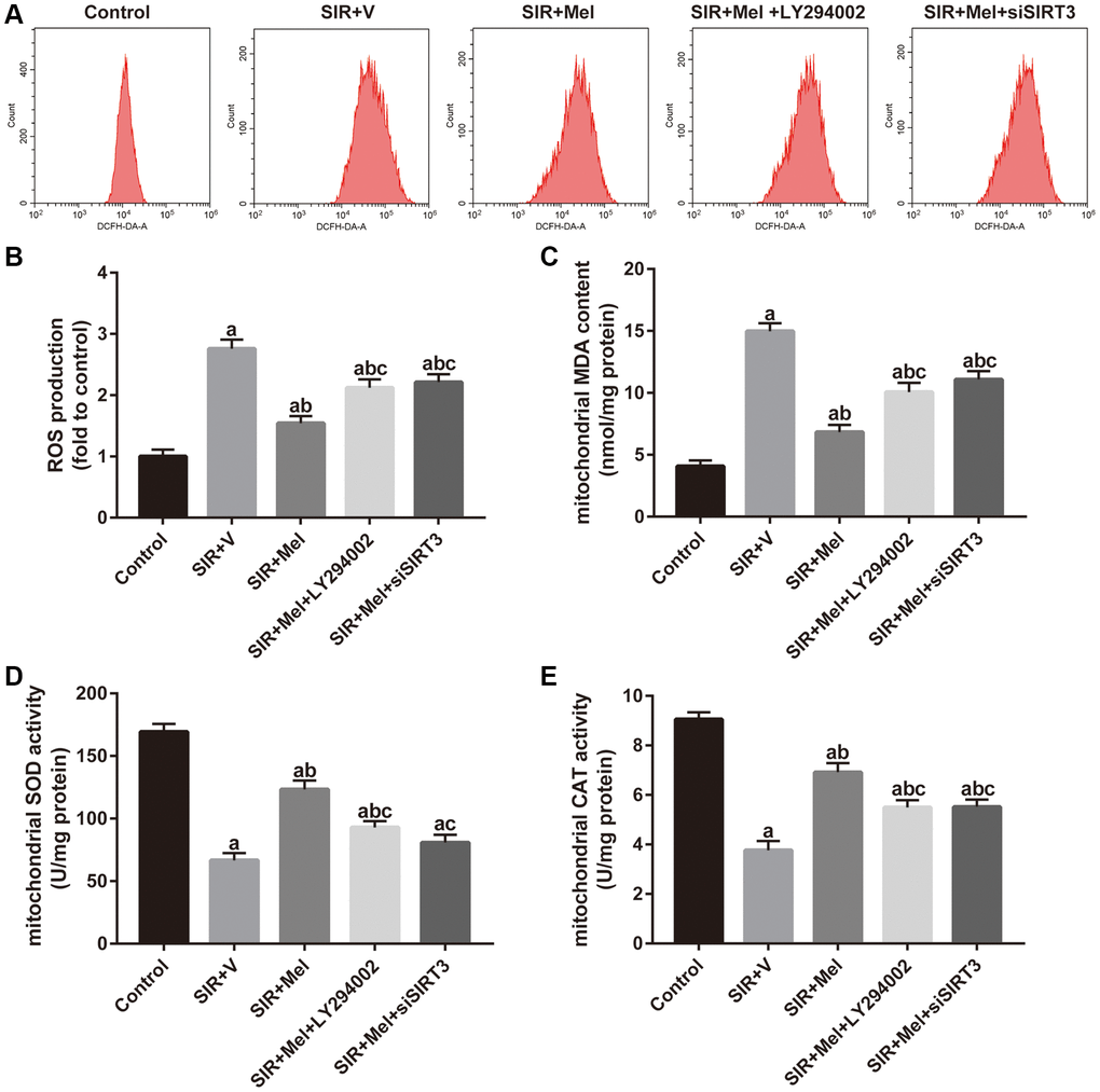 Effects of LY294002 and siSIRT3 on the melatonin-mediated reduction in mitochondrial oxidative stress in high glucose-treated HT22 cells with SIR injury. (A) Representative images for ROS generation assessed by flow cytometry. (B) Quantitative analysis of ROS production. (C–E) Quantitative analysis of levels of mitochondrial MDA, SOD and CAT were quantified by using commercial kits. Data were presented as the mean ± SEM (n = 6). ap bp cp 