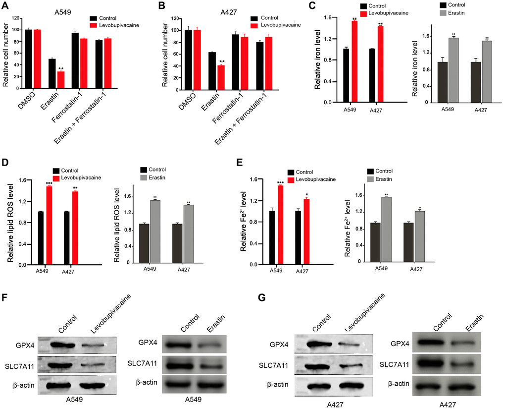 Levobupivacaine induces ferroptosis in NSCLC cells. (A and B) The A549 and A427 cells were co-treated with 5 mmol/L erastin or ferrostatin (1 mmol/L) and 2 mM levobupivacaine. The cell growth was analyzed by MTT assays. (C–G) The A549 and A427 cells were treated with levobupivacaine (2 mM) or equal volume saline. The erastin was used as a positive control. (C) The levels of ROS were measure by flow cytometry analysis in the cells. (D and E) The levels of iron and Fe2+ were analyzed by Iron Assay Kit. (F and G) The expression of GPX4, SLC7A11, and β-actin was measured by Western blot analysis in the cells. Data are presented as mean ± SD. Statistic significant differences were indicated: *P **P 