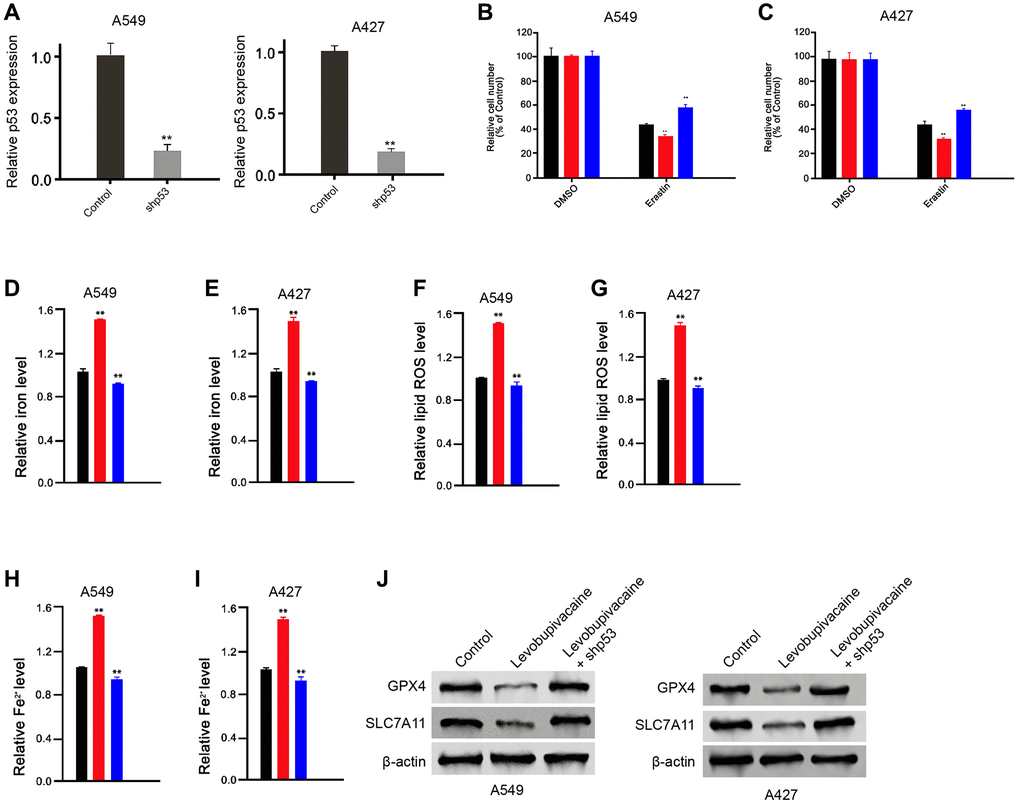 Levobupivacaine induces ferroptosis by regulating p53 in NSCLC cells. (A) The A549 and A427 cells were treated with p53 shRNA. The expression of p53 was measured by qPCR in the cells (B and C) The A549 and A427 cells were co-treated with 5 mmol/L erastin and 2 mM levobupivacaine, or co-treated with 5 mmol/L erastin, 2 mM levobupivacaine and p53 shRNA. The cell growth was analyzed by MTT assays. (D–J) The A549 and A427 cells were treated with levobupivacaine (2 mM) or co-treated with 2 mM levobupivacaine and p53 shRNA. (D and E) The levels of ROS were measure by flow cytometry analysis in the cells. (F–I) The levels of iron and Fe2+ were analyzed by Iron Assay Kit. (J) The expression of GPX4, SLC7A11, and β-actin was measured by Western blot analysis in the cells. Data are presented as mean ± SD. Statistic significant differences were indicated: *P 