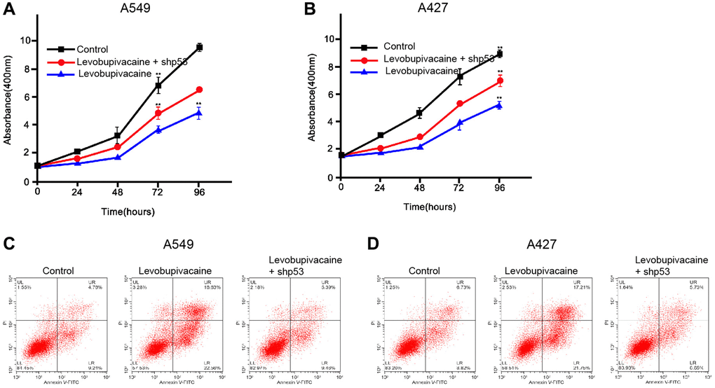 Levobupivacaine inhibits NSCLC progression by targeting p53. (A–D) The A549 and A427 cells were treated with levobupivacaine, or co-treated with levobupivacaine and p53 shRNA. (A and B) The cell viability was measured by MTT assays in the cells. (C and D) The cell apoptosis was measure by flow cytometry analysis in the cells. Data are presented as mean ± SD. Statistic significant differences were indicated: **P 