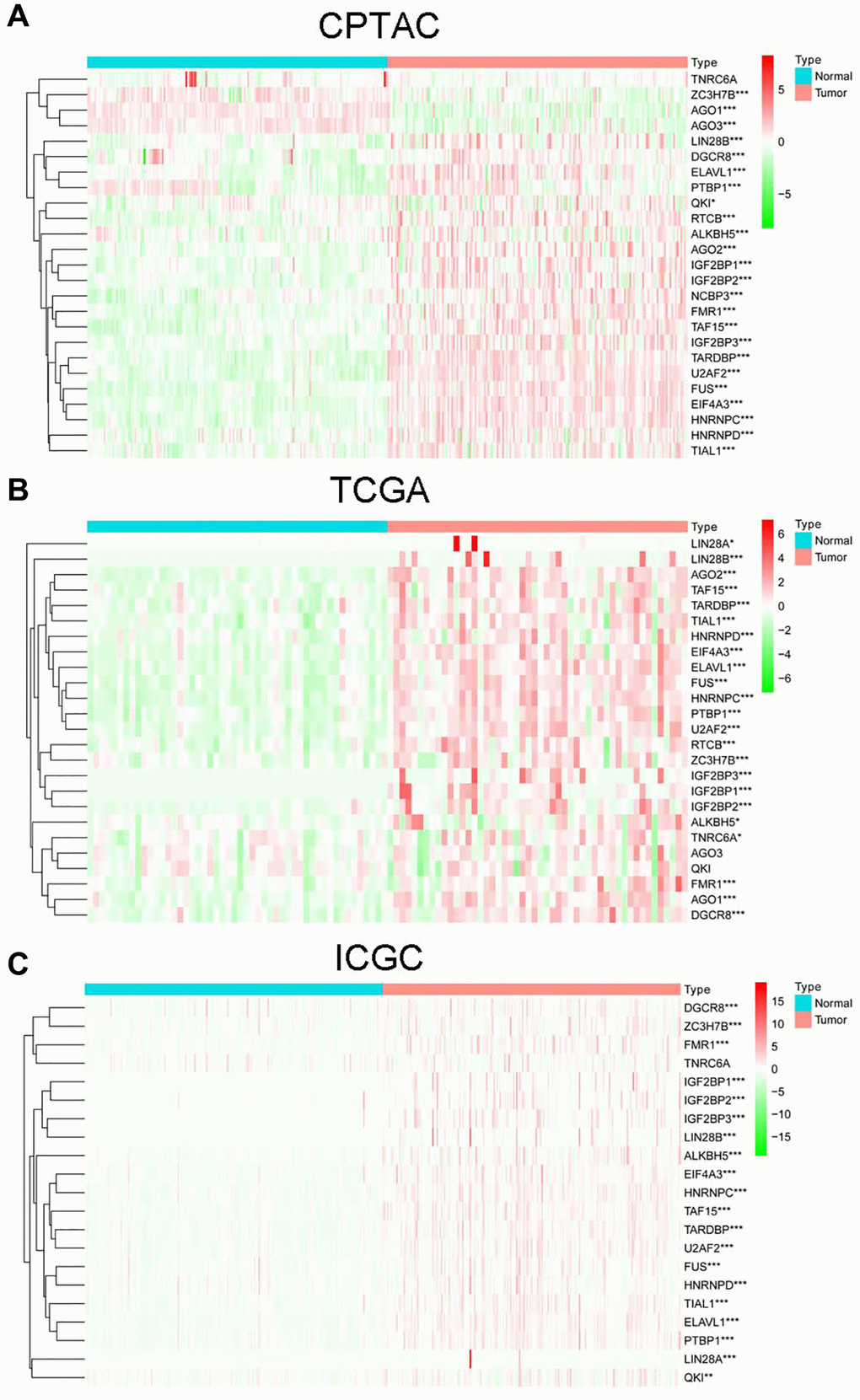 The expression of RBPs in non-tumor and HCC cases from CPTAC (A), TCGA (B) and ICGC (C) projects.
