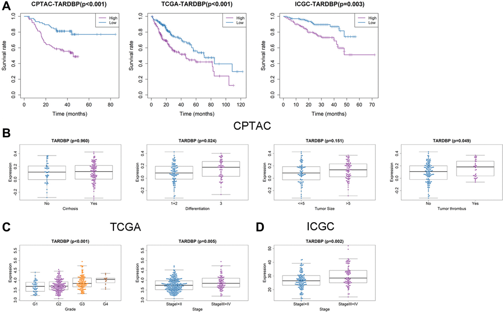 Prognostic value and clinicopathologic characteristics correlation of TARDBP in HCC. (A) Survival analysis of TARDBP in HCC from CPTAC, TCGA and ICGC projects. (B–D) Comparison of TARDBP expression level between different clinicopathologic characteristics in CPTAC (B), TCGA (C) and ICGC (D) projects.