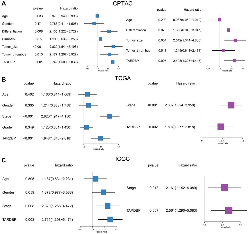 Prognostic analysis of TARDBP and other clinicopathological traits for HCC from CPTAC (A), TCGA (B) and ICGC (C) projects by Cox regression.