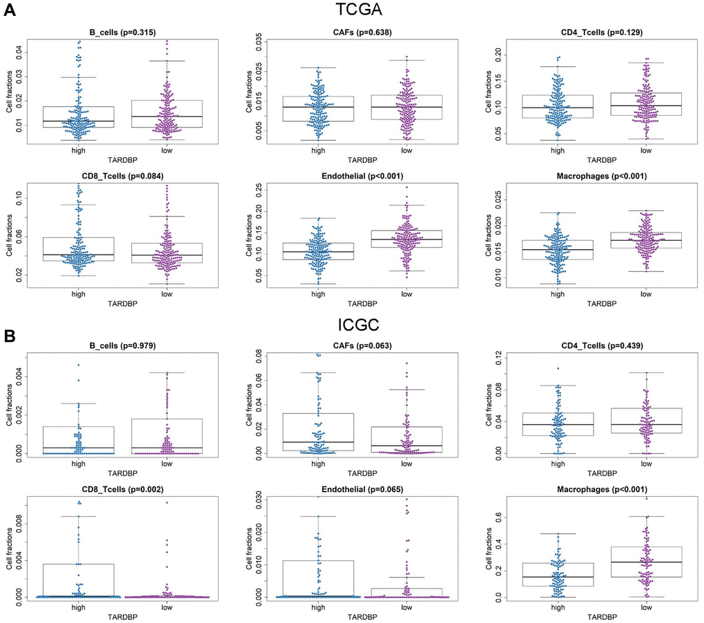 Immune cell fractions of HCC cases with TARDBP low- and high-expression from TCGA (A) and ICGC (B) projects.