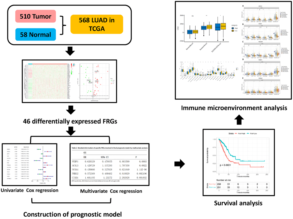 Flow chart of the data collection and analysis of FRGs in LUAD.