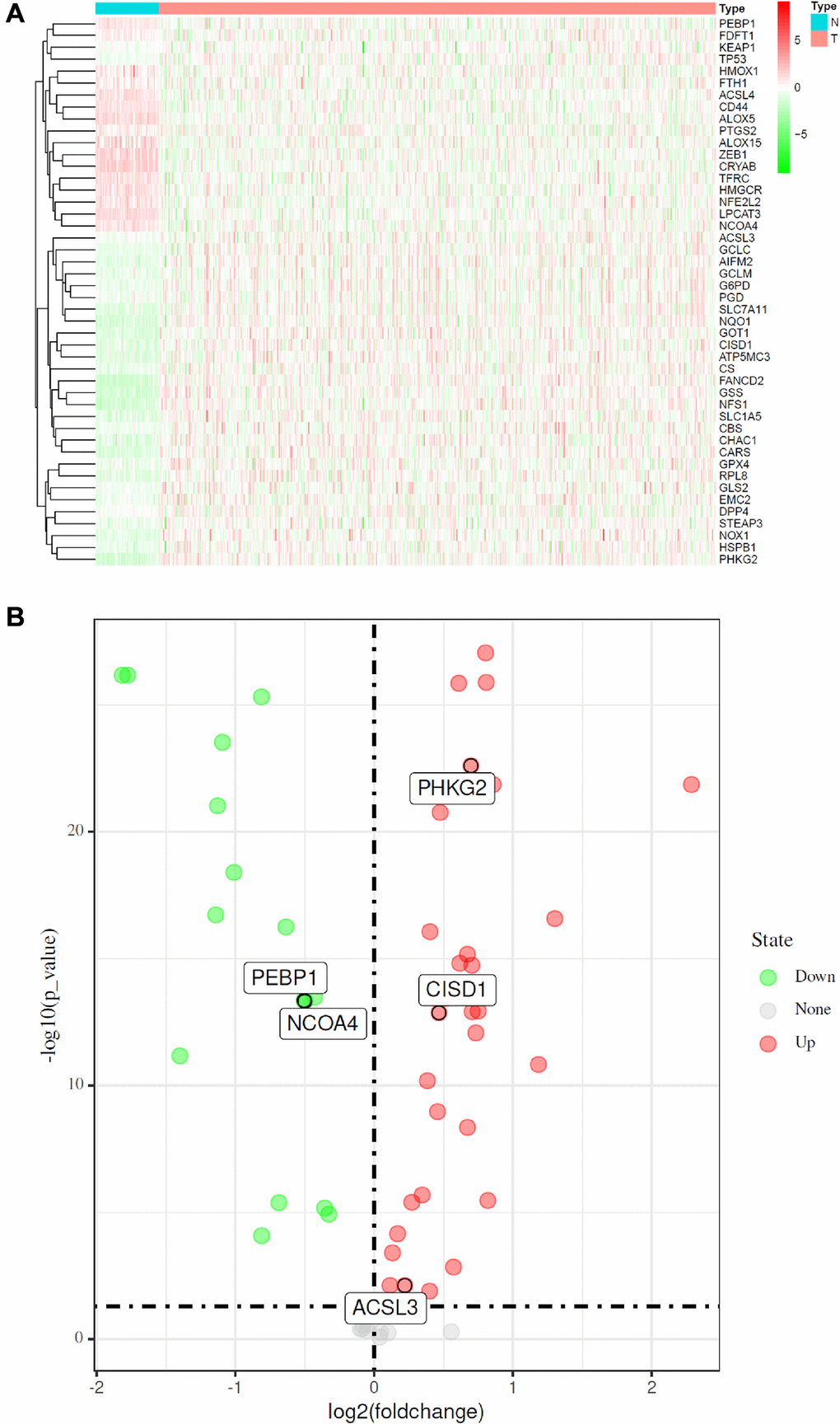 Identification of FRGs in LUAD in the TCGA cohort. (A) Heatmap of differentially expressed FRGs between 510 LUAD tissues and 58 normal adjacent tissues. (B) Volcano plot of the 46 differentially expressed FRGs identified in LUAD. The red and green points in the plot represent upregulated and downregulated FRGs, respectively.