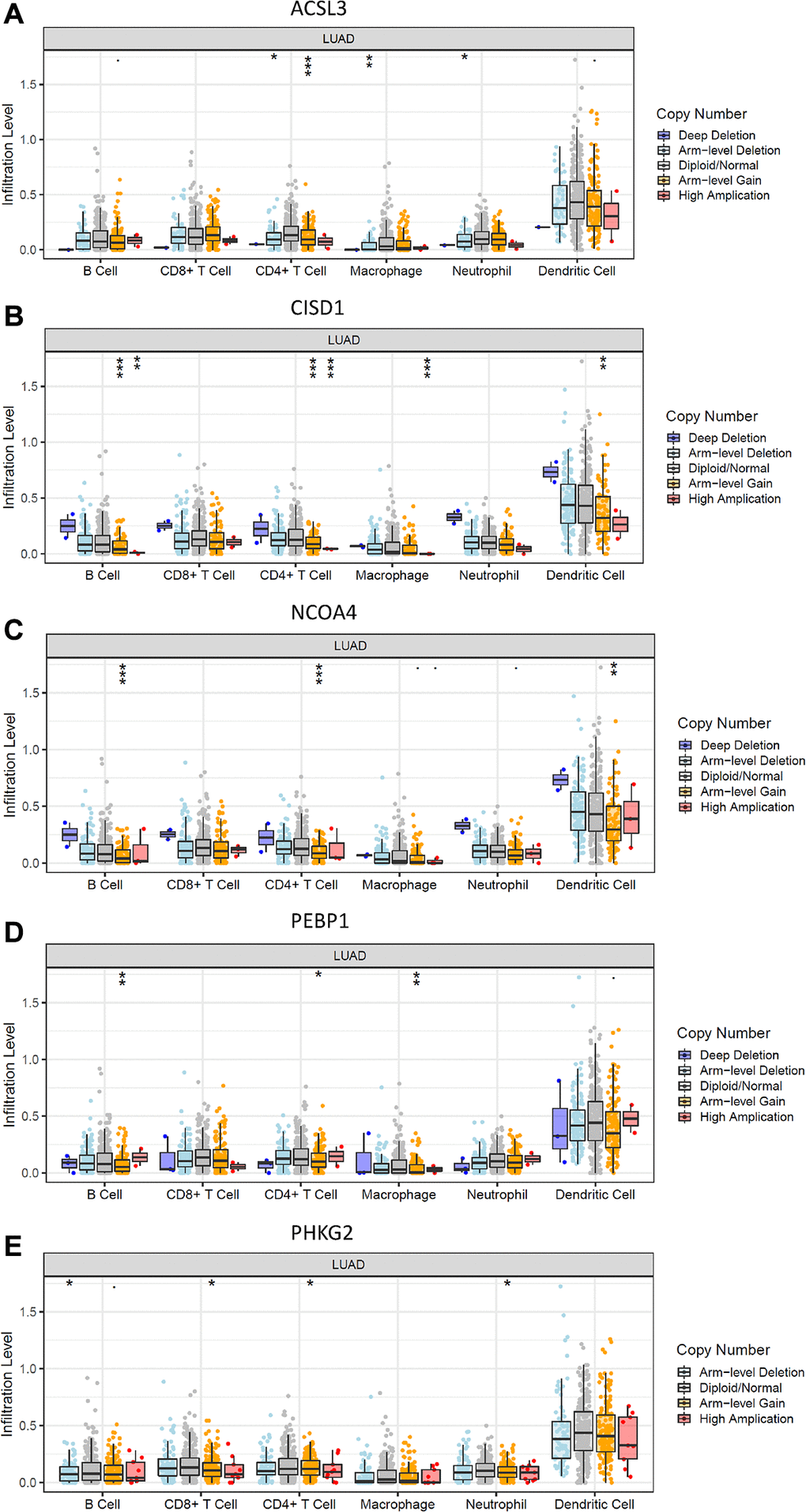 Effects of genetic alterations of FRG-relevant signatures on immune cell infiltration. (A–E) ACSL3 (A), CISD1 (B), NCOA4 (C), PEBP1 (D) and PHKG2 (E). *p **p ***p 