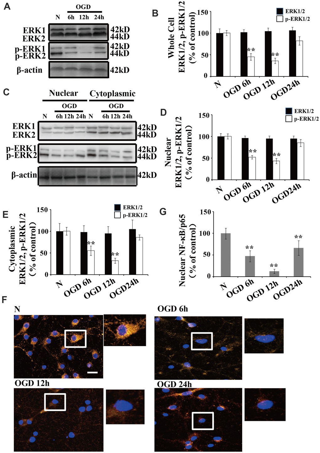 OGD inhibits the phosphorylation of ERK1/2 and NF-κB activation. (A) Whole cell protein levels of total ERK after OGD. The expression of p-ERK1/2 in whole cell extracts was significantly decreased 6 h after OGD, peaked at 12 h, and recovered at 24 h. (B) Quantification of ERK1/2 and p-ERK1/2 expression in whole cell extracts, normalized against normal neurons. (C) The expression of p-ERK1/2 in cytoplasmic and nuclear fractions. Western blot shows that nuclear p-ERK1/2 significantly decreased 6 h after OGD, peaked at 12 h, and recovered at 24 h. The changes in p-ERK1/2 expression in the cytoplasm was similar to that of the nucleus. (D) Quantification of nuclear ERK1/2 and p-ERK1/2 expression, normalized against normal neurons. (E) Quantification of cytoplasmic ERK1/2 and p-ERK1/2 expression, normalized against normal neurons. (F) Immunofluorescence staining of nuclear NF-κB. The nuclear translocation of NF-κB decreased after OGD, with minimal presence in the nucleus at 12 h post treatment. The arrow indicates nuclear-NF-κB/p65-positive cells with red fluorescence. (G) Qualification of fluorescence intensity of nuclear NF-κB staining, normalized against normal neurons. n = 5 in each column and **p 