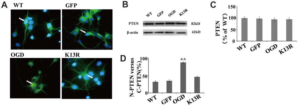 OGD promotes PTEN nuclear translocation. PTEN nuclear translocation is an essential step in the modulation of ERK1/2 and NF-κB activation. (A) Immunofluorescence staining of GFP in GFP-PTENK13R neurons. The GFP signal was predominantly cytoplasmic, and seldom observed in the nucleus. (B) The whole cell protein levels of PTEN in PTENK13R neurons. Western blot identified a normal sized PTEN protein in whole cell extracts. (C) Qualification of fluorescence intensity of PTEN, normalized against GFP-PTENWT neurons. (D) Qualification of fluorescence intensity of nuclear PTEN versus cytoplasmic PTEN, normalized against GFP-PTENWT neurons. n = 5 in each column and ** p WT neurons, K13R: GFP-PTENK13R neurons; P: PDTC.