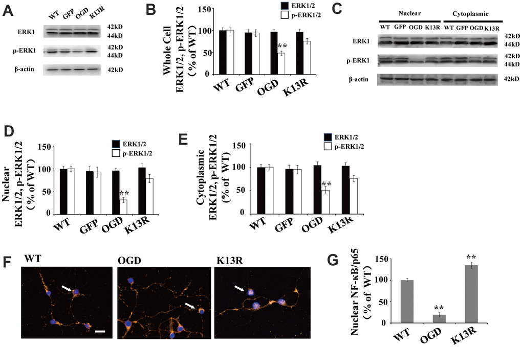 PTEN nuclear translocation is an essential step in the modulation of ERK1/2. (A) Whole cell protein levels for total ERK and p-ERK1/2. There were no significant changes in total ERK protein levels but p-ERK1/2 levels increased significantly in GFP-PTENK13R neurons after OGD. (B) Quantification of whole cell ERK1/2 and p- ERK1/2 expression, normalized against GFP-PTENWT neurons. (C) The expression level of p-ERK1/2 in cytoplasmic and nuclear fractions. Western blot showed that p-ERK1/2 expression increased in both the nuclear and cytoplasmic fractions in GFP-PTENK13R neurons after OGD. (D) Quantification of nuclear ERK1/2 and p-ERK1/2 expression, normalized against GFP-PTENWT neurons. (E) Quantification of cytoplasmic ERK1/2 and p-ERK1/2 expression, normalized against GFP-PTENWT neurons. (F) Immunofluorescence staining of nuclear NF-κB. The nuclear translocation of NF-κB increased in GFP-PTEN K13R neurons after OGD. The arrow indicates nuclear-NF-κB-positive cells with red fluorescence. (G) Qualification of fluorescence intensity of nuclear NF-κB, normalized against GFP-PTENWT neurons. n = 5 for all columns and ** p WT neurons; K13R: GFP-PTENK13R neurons.