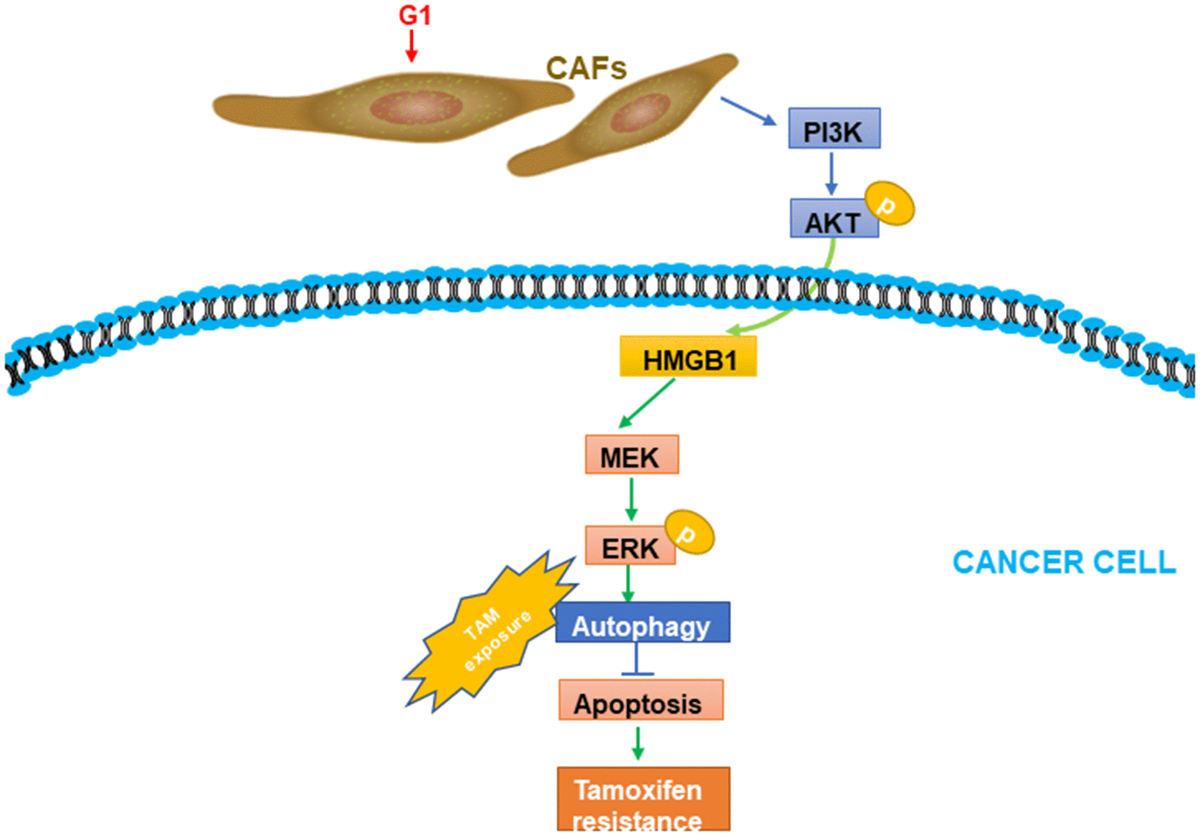 A working model of GPR30-mediated paracrine effects of HMGB1 on autophagy in CAFs and cancer cells. G1 stimulation can promote GPR30-induced secretion of HMGB1 by cancer cells; this was proved to be dependent on the PI3K/AKT signaling pathway in CAFs. The elevated HMGB1 induced autophagy, while suppressing apoptosis through MEK/ERK under exposure to tamoxifen.
