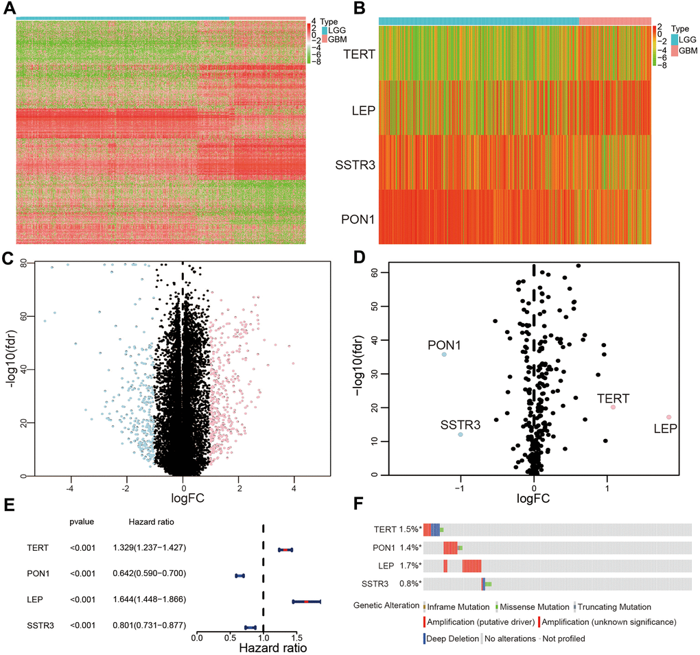 Selection of differentially expressed and survival-associated AGs based on TCGA datasets. (A) Heatmap of all genes with significant differences between lower-grade glioma (LGG) and glioblastoma (GBM) samples. (C) Volcano plot of all genes based on TCGA datasets, light blue represented downregulated of genes, and pink represented upregulated of genes. (B) Differentially expressed AGs are showed in heatmap between LGG and GBM samples. (D) Volcano plot of the four selected differentially expressed AGs, light blue represented downregulated of AGs, and pink represented upregulated of AGs. (E) Forest plot of the four differentially expressed AGs. (F) Genetic changes of the four survival-associated AGs.