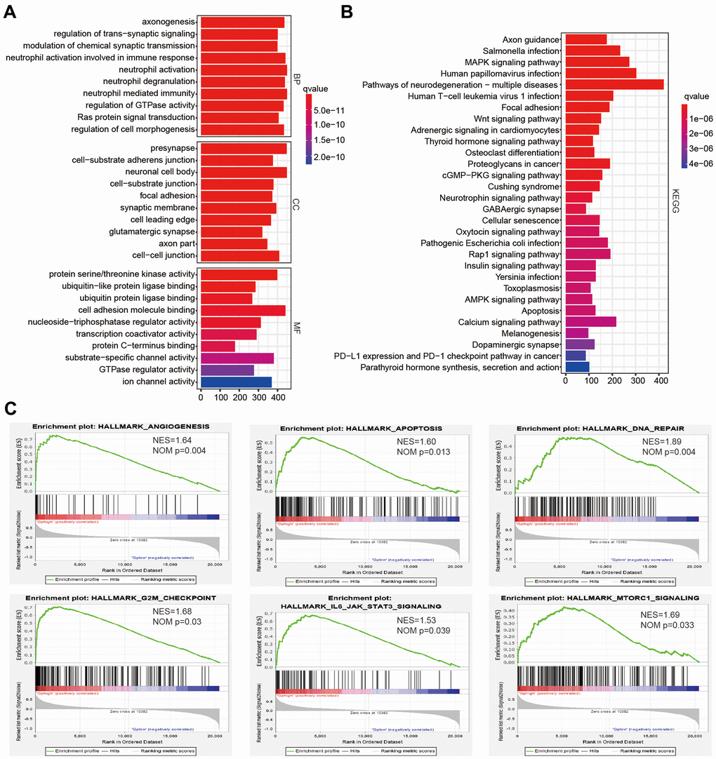 The potential biological functions of four selected associated-survival genes. (A, B) Functional annotations of differentially expressed genes in clsuter2 compared with cluster1 based on TCGA datasets determined from Geno Ontology (GO) and Kyoto Encyclopedia of Gene and Genomes (KEGG) pathway analyses. (C) Malignancy hallmarks positively enriched in cluster2 determined using gene set enrichment analysis (GSEA) in the TCGA datasets.