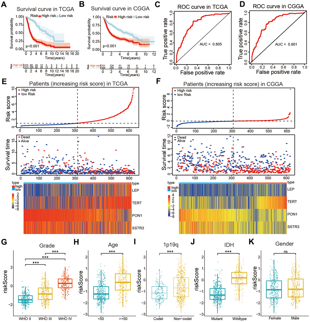 Construction of a risk model and the association of the risk model with clinical characteristics of patients with glioma. (A, B) Kaplan-Meier (KM) curves for overall survival (OS) prediction based on the training (TCGA) and validation (CGGA) datasets. (C, D) Receiver operating characteristic (ROC) curves for the risk model both in the training and validation datasets. (E, F) Risk plot distribution, survival status of patients, and heatmap of expression of included genes in the training and validation datasets. (G–K) Relationships between the risk score and clinical characteristics (grade, age, 1p19q status, IDH status, and gender) of patients with glioma. Non-significant (ns) P > 0.05, * P P P 