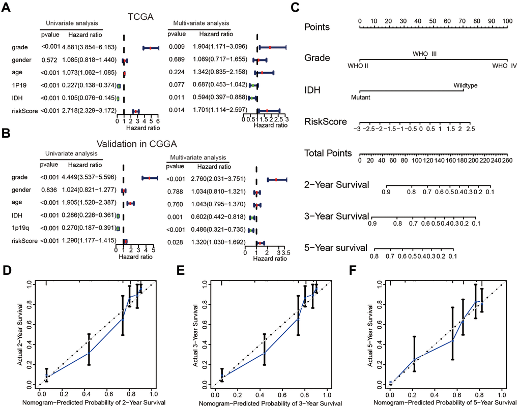 The risk score could serve as an independent prognostic index and predict the prognoses of patients with glioma. (A, B) Univariate and multivariate Cox analysis of clinical characteristics and molecular features based on the training (TCGA) and validation (CGGA) datasets. (C) Nomogram based on the WHO grade, IDH status and risk score for providing prognoses of patients with glioma in the TCGA datasets. (D–F) Calibration plots used to indicate that the nomogram could effectively predicted the 2-,3-, and 5- years prognoses of patients with glioma.